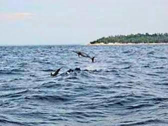 Pamilacan Island Tourist Inn And Restaurant Bohol Eksteriør billede